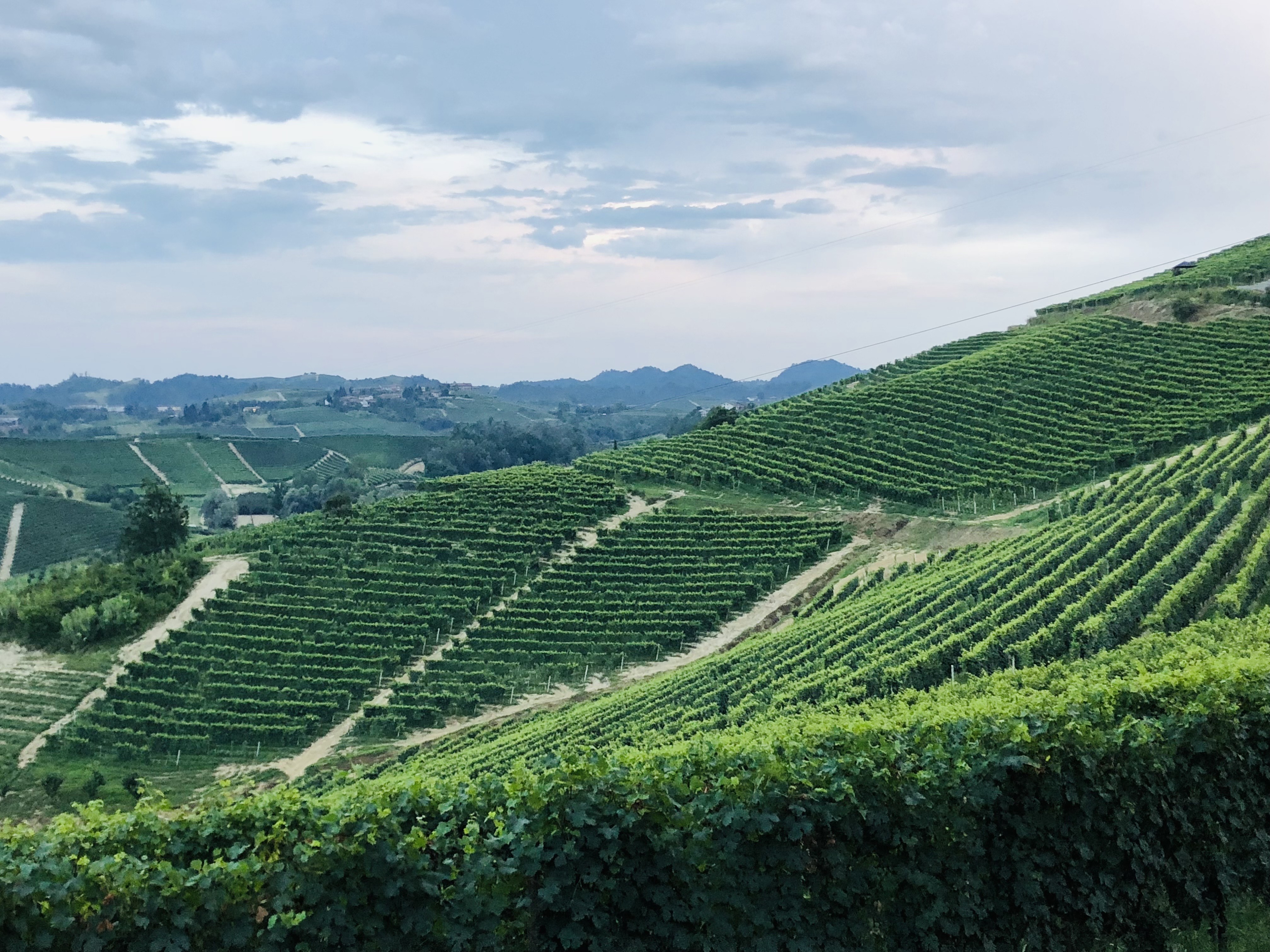 Italienska vingårdar